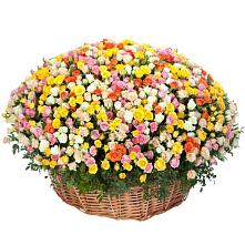 Премиум букет из: Розы #REPLACE_PRED# Царево
